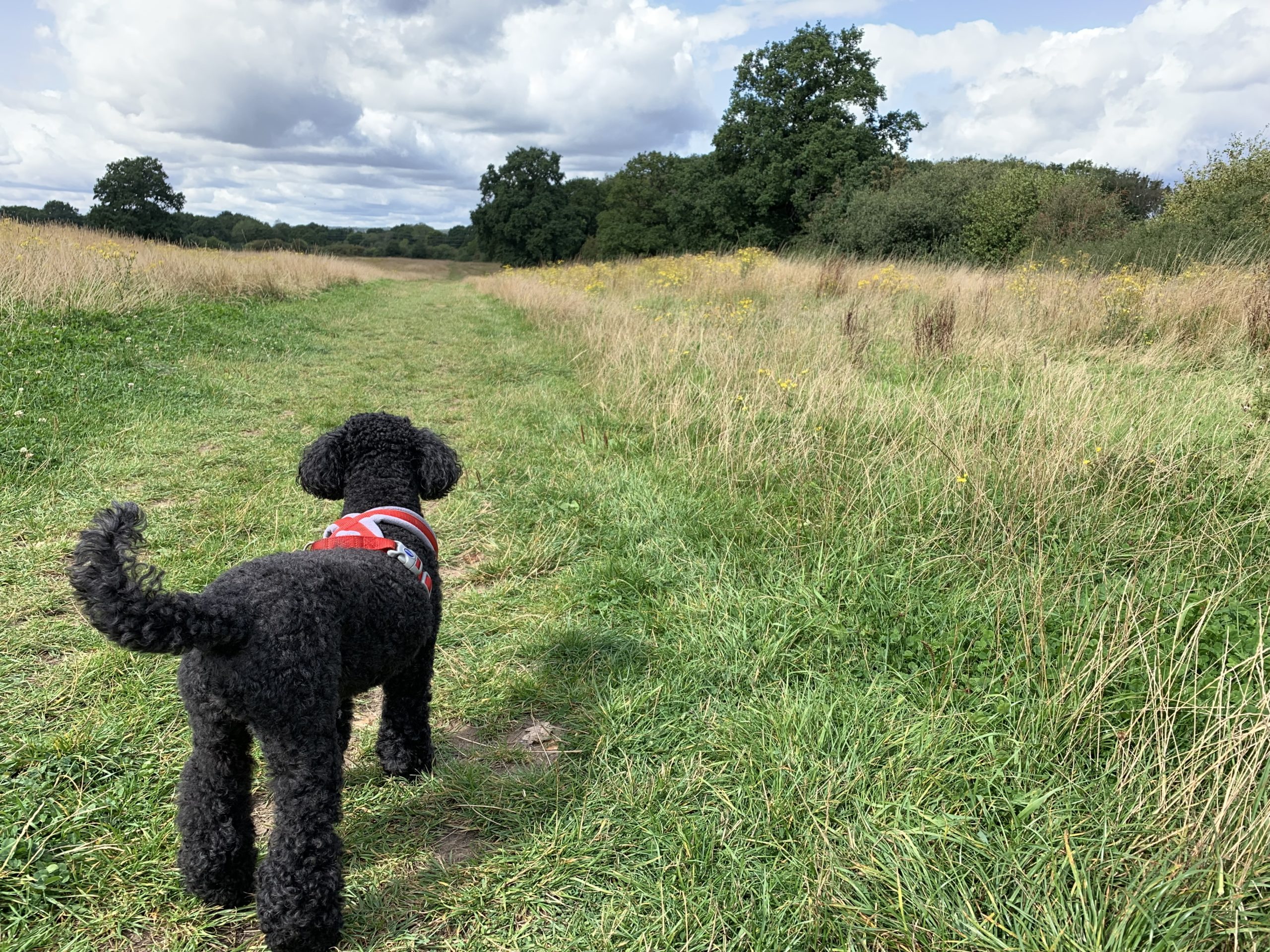 Photo of a black poodle standing to attention on a mown path.
