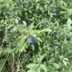 Photo of blue sloes. Fruit of Blackthorn hedge.