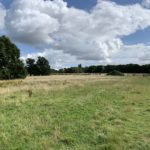 Photo looking across a meadow. Large oak trees are scattered through the meadow.