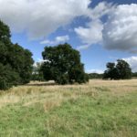 Photo looking across a meadow. Large oak trees are scattered through the meadow.