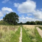 Photo of a summer meadow, with long dry grasses, and trees in the distance. There's a choice of paths shown.