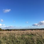 Photo of a autumn meadow. In the foreground is long grass. In the distance you can see residential areas.