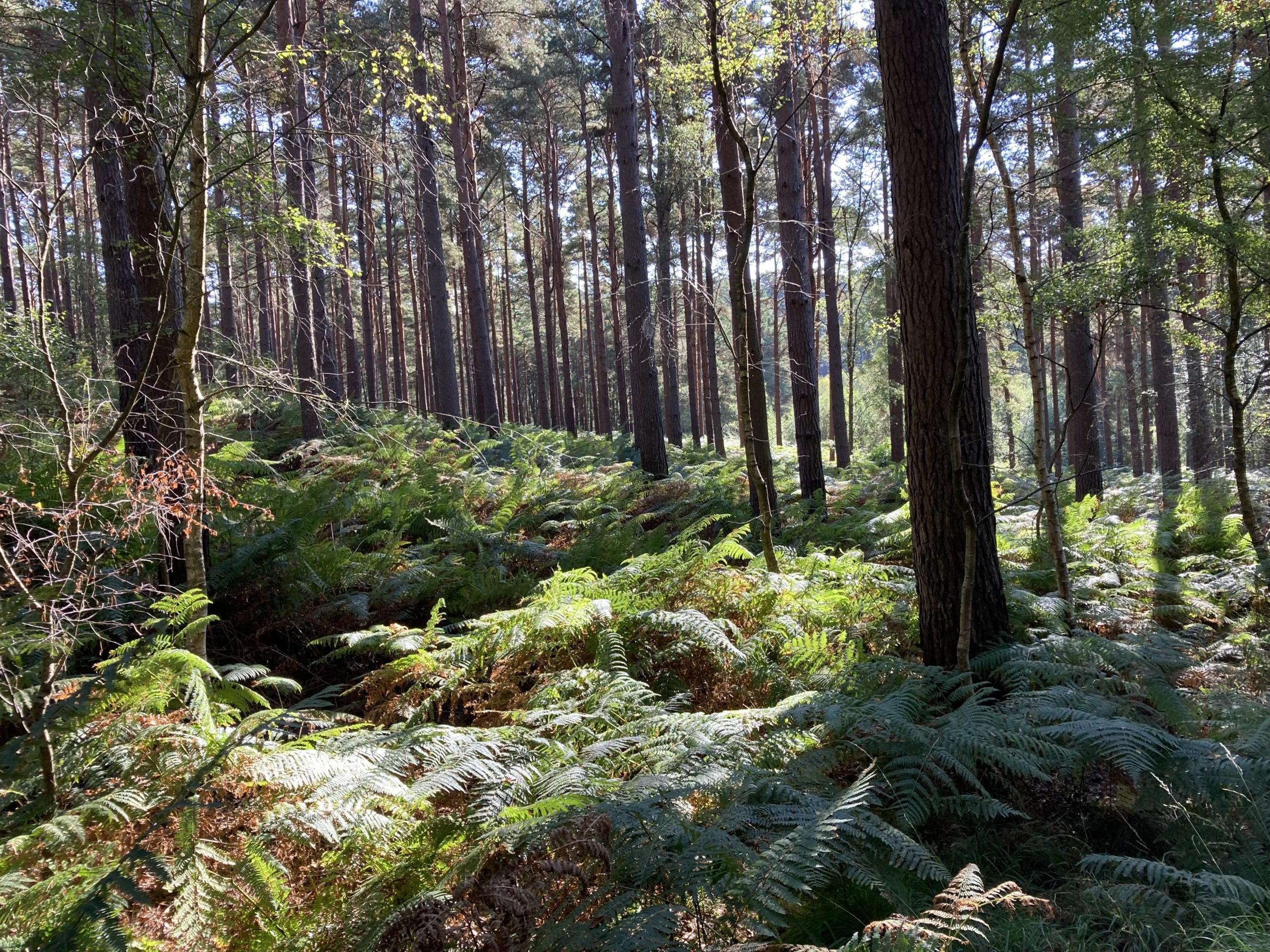 View through pine woodland with sunlight filtering through and lighting up the bracken underneath