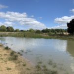 Photo of a large pond with shallow sloping banks. The water is cloudy.