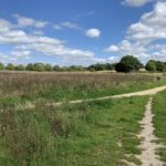 Photo of a meadow with mature trees in the distance. A surfaced path leads out across the meadow and a smaller dirt path heads towards the camera.