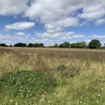 Photo of a late summer meadow. White flowered Yarrow is in flower. Mature trees on the skyline.