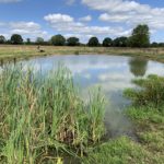 Photo of a pond that's been created in a meadow. It has gently sloping banks and is clear of vegetation.