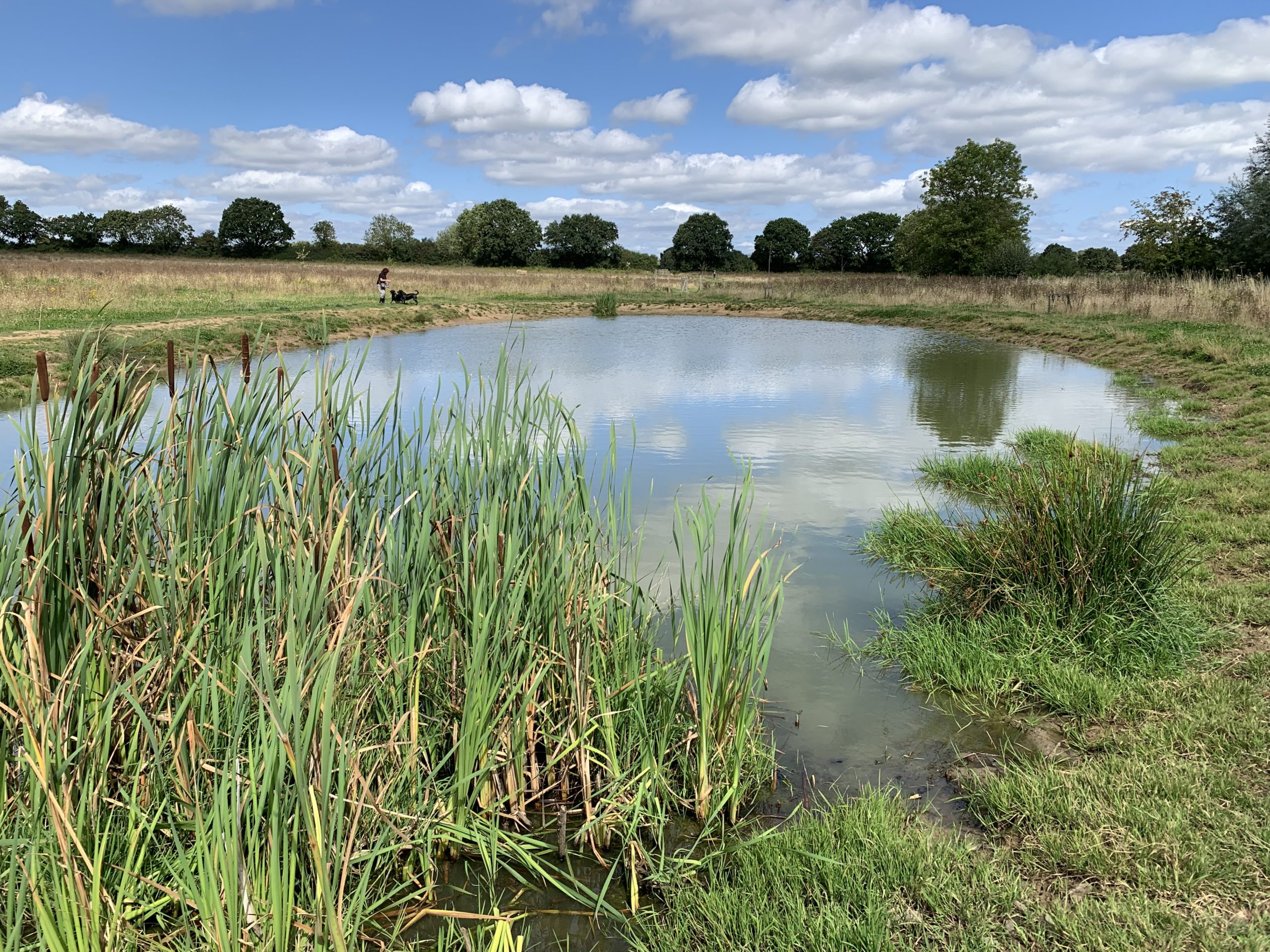 Photo of a pond that's been created in a meadow. It has gently sloping banks and is clear of vegetation.