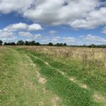 Photo of a rough grassy path through a summer meadow.