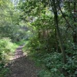 Photo shows a shady woodland path with green trees on either side.