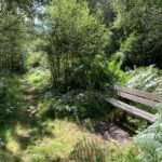 Photo shows a shady woodland path and a bench sits in a patch of sunlight.