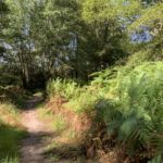 Photo of a path through a woodland clearing. Bracken billows on either side of the path.