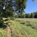 Photo of a little path running along the edge of the open heath. A large Oak trees overhangs the path giving some shade.