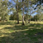 Photo showing attractive Silver Birch trees, scattered across a grassy area of the common.