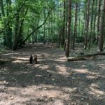 Photo show two small dogs walking side by side through shady woodland.