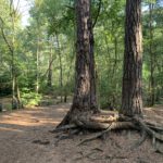 Photo shows the trunks of two big pine trees, with green trees behind.