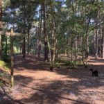 Photo of shady pine woodland. A waymark post shows the way to Ottershaw Chase and back to the car park.