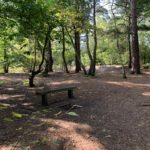 Photo of shady woodland, with a small bench placed near the trees.