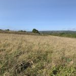 Photo taken on a hillside meadow. The late summer grasses are long and golden.