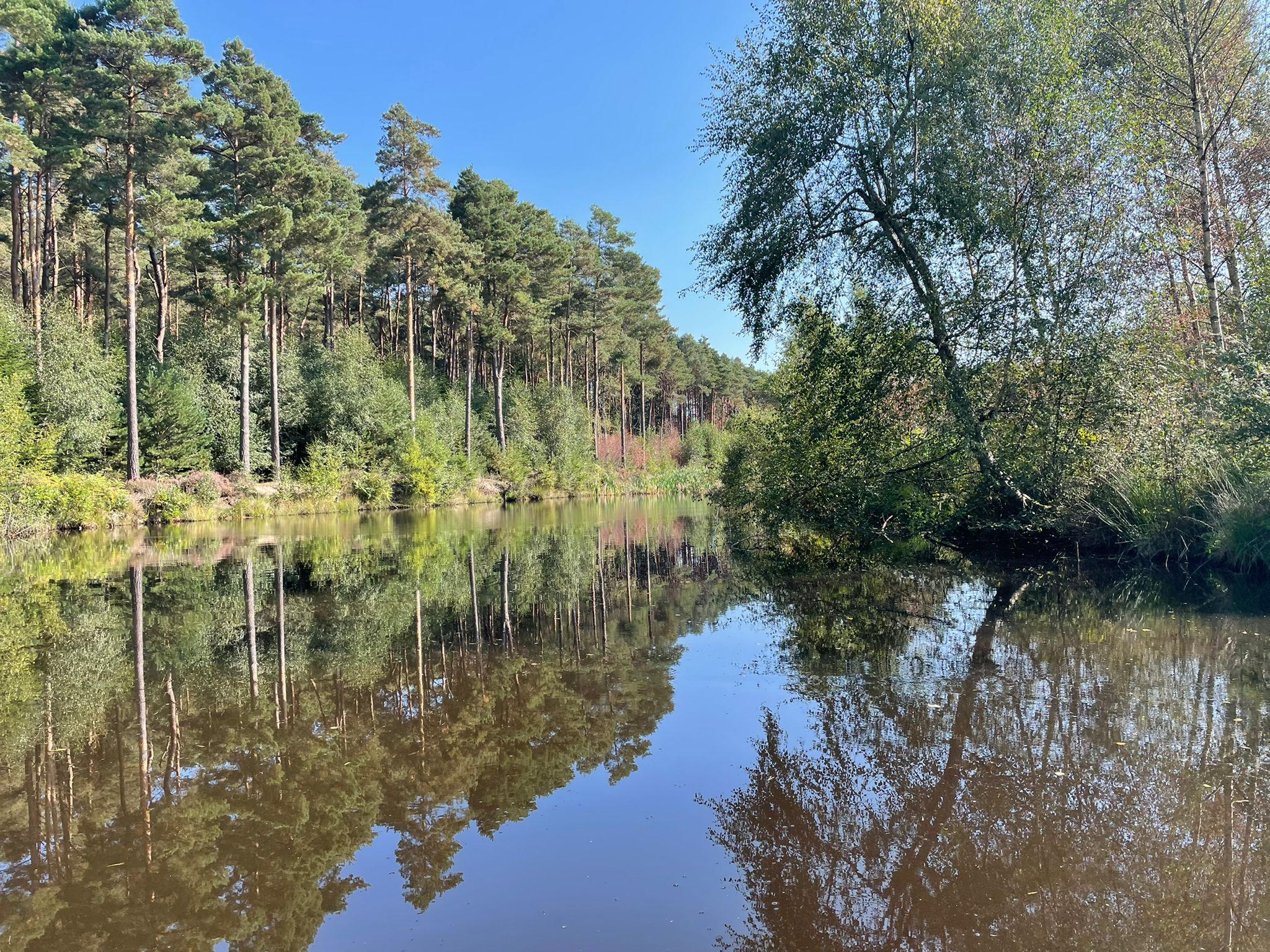 View across a large pond with mature trees either side, reflected in the clear water