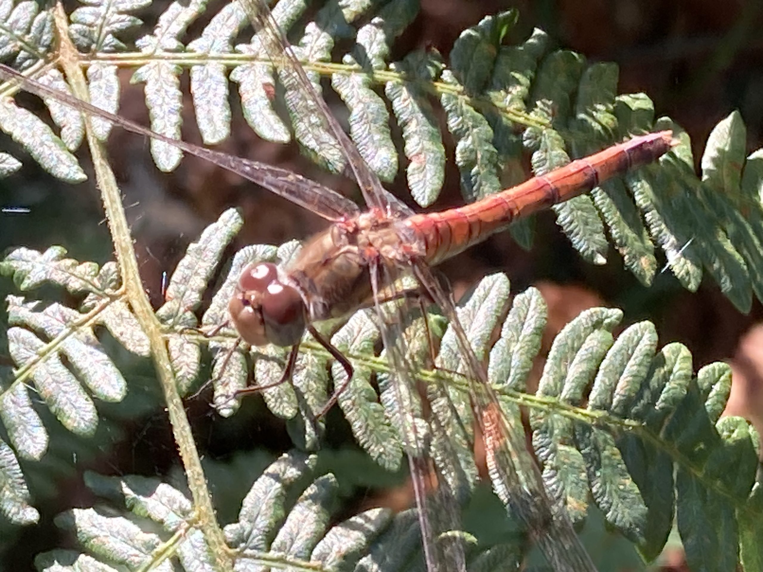 Photo of a reddish-brown Ruddy Darter dragonfly resting on green bracken