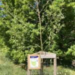 Photo of a small tree just coming into leaf, with a tree map sign nearby