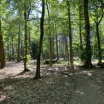 Photo of a woodland area in spring with sun shining through the canopy