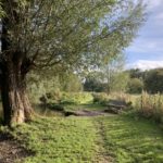 Photo of the river bank. A tall Willow tree stands beside a shallow pool and a bench.