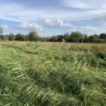 Photo taken at the edge of a reed bed. The photo looks across reeds in the foreground, out across a large meadow.