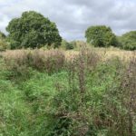 Photo shows a rough meadow with long grass and thistles. A rough path has got very overgrown.