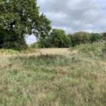 Photo shows a rough meadow with long grass. Tall trees at the edge.