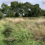 Photo shows a rough meadow with long grass. Tall trees at the edge. A rough path has got a little overgrown.