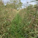 Photo shows a rough, narrow path between very tall reeds.