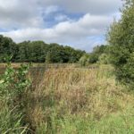 Photo shows the banks of the lake are heavily vegetated with reeds and scrub.