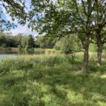 Photo of the view across the lake from the shade of lakeside oak trees.