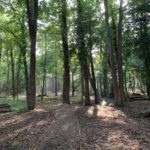 Photo of dappled light in the woodland section of the walk