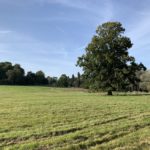 Photo of the view across the parkland, with a huge Oak tree standing stately