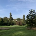 Photo of a landscaped parkland with a Monkey Puzzle tree in the foreground and a glimpse of a white mansion hose on the horizon