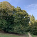 Photo of a very large Sweet Chestnut tree said to be 500 years old