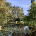 Photo of a pretty ornamental pond - relic from Northcote House's garden