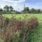 Photo of autumnal Teasel heads and a green meadow behind. Crossed by overhead wires and pylons.