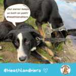 Billy & Bella say "Our owner keeps us both on the path! #HeathlandHero"