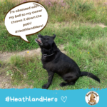A cute black dog says "I’m obsessed with my ball so my owner throws it down the path! #HeathlandHero!"