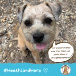 Freya says "My owner makes sure that I stay on path! She's a #HeathlandHero!"