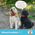 Buddie & Oscar say "We love our walks on the heaths! Mum always throws the ball along the path, and not into the heather."