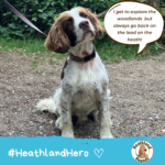 Freddie says "I get to explore the woodlands but always go back on the lead on the heath!"