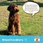 Harley says "My mum likes to protect the heath by keeping it tidy and picking up any litter. She always picks up my poo!"