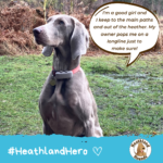 Grace says "I'm a good girl and I keep to the main paths and out of the heather. My owner pops me on a longline just to make sure!"