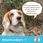 The Working Cocker Spaniel says "My owner bags & bins my poop and even picks up bags left by other people! He's a #HeathlandHero!"