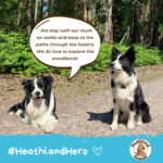 Two black and white Border Collies say " We stay with our mum on walks and keep to the paths through the heaths. We do love to explore the woodlands!"